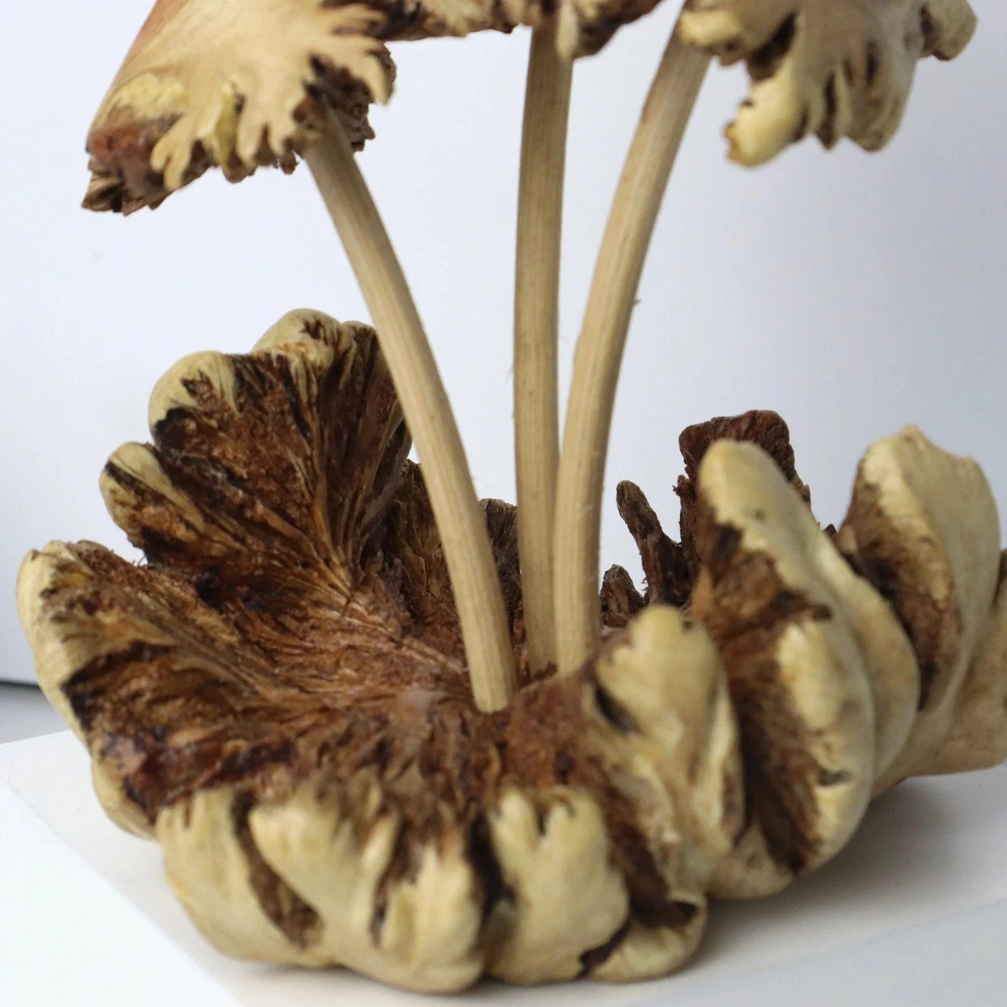 Hand-carved wooden mushroom sculpture with realistic gilled caps on natural driftwood base, handmade in Bali.