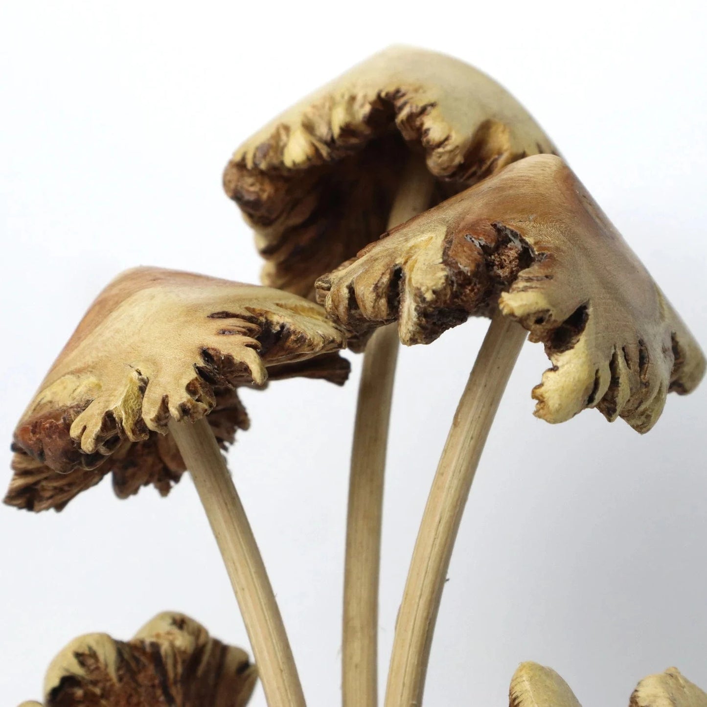 Hand-Carved Natural Wood Mushroom Cluster - Unique Organic Base Tabletop Decor