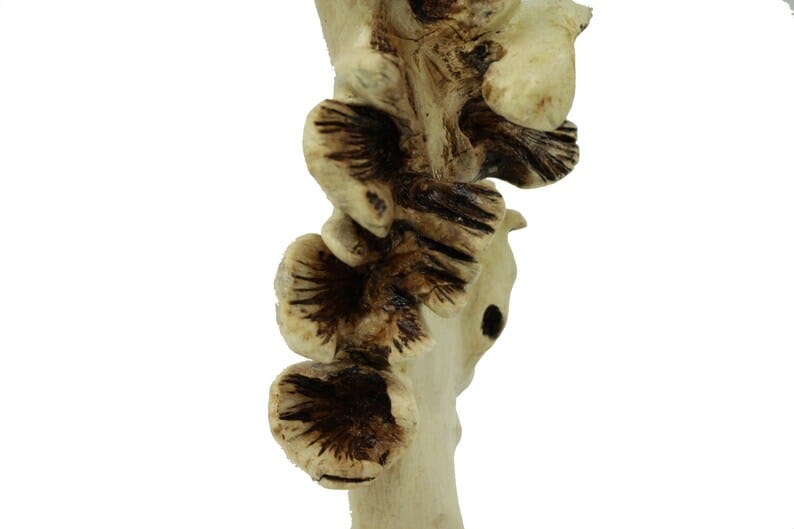 Hummingbird Feeder Figurine