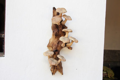 Mushroom Wall Art