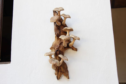 Mushroom Wall Art