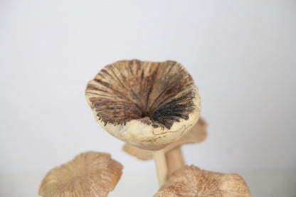 Wooden Mushroom Sculpture, Forest, Nature, Statue, Wood Carving, Figurine, Home Deco, Ornament, Unique, Birthday Gift, Handmade Gift Deco